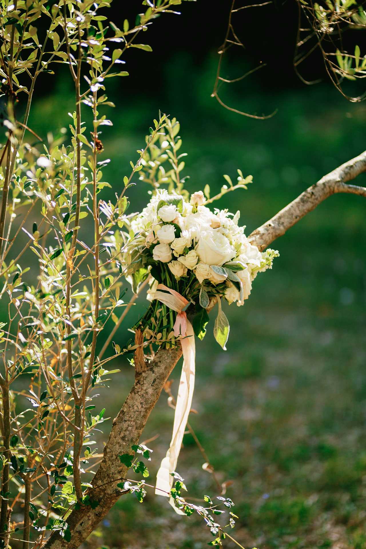 bridal bouquet of white roses, calla lilies, honeysuckle flowers, stachys and white ribbons on the olive tree